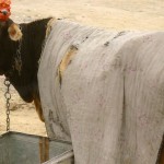 Sennathur – una delle mucche da latte acquistate per l'asilo