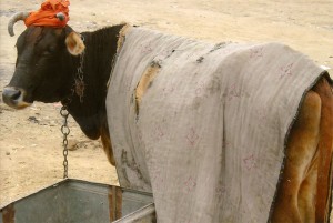 Sennathur - una delle mucche da latte acquistate per l'asilo