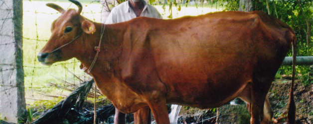 Sennathur - Chennapu si occupa della mucca