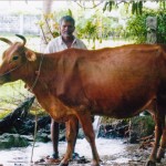Sennathur – Chennapu si occupa della mucca